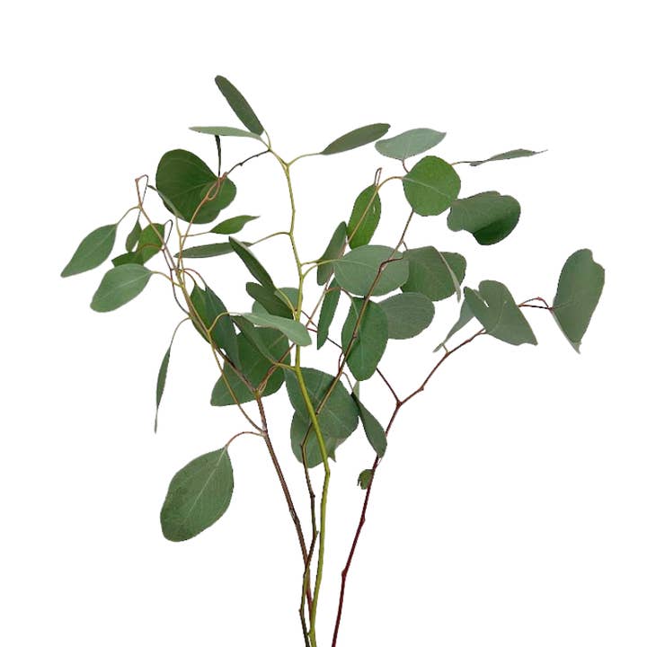 Metro Flower Market - Wholesale Fresh cut flowers - Eucalyptus Silver Dollar-Fresh Cut Flowers
