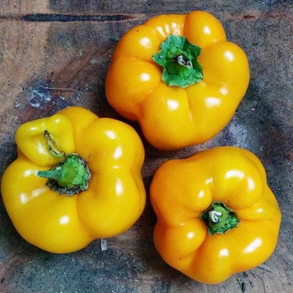 Sow True Seed - Wholesale Plant Seeds - Sweet Pepper Seeds - Golden California Wonder, ORGANIC