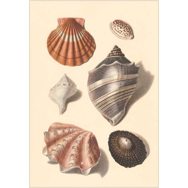 Art Print TS-136 Seashells for wholesale by Found Image Press