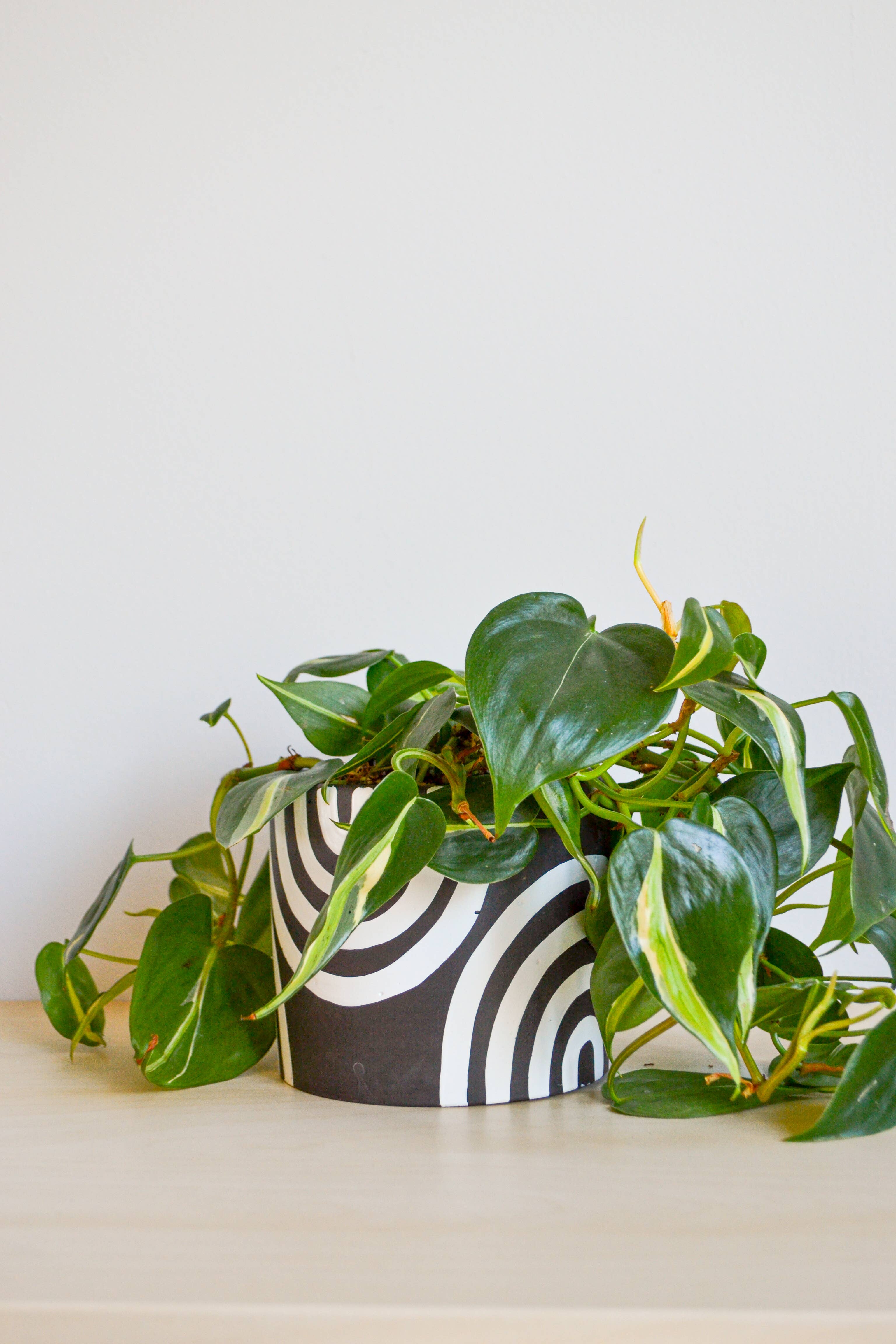 LindaMakess - Vendita all'ingrosso Vasi per piante - Fioriera arcobaleno dipinta a mano | Più colori7