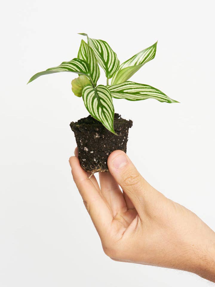 Calathea Vittata för wholesale av Miniplanta