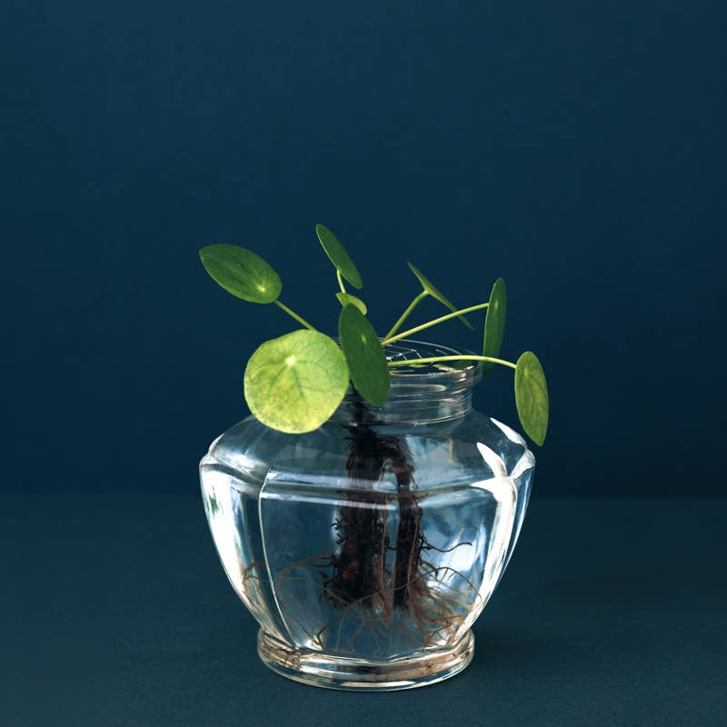 House Of Thol - Wholesale Plant Pot - HELIOS - Propagation Disk for Cuttings, Bulbs & Pits7