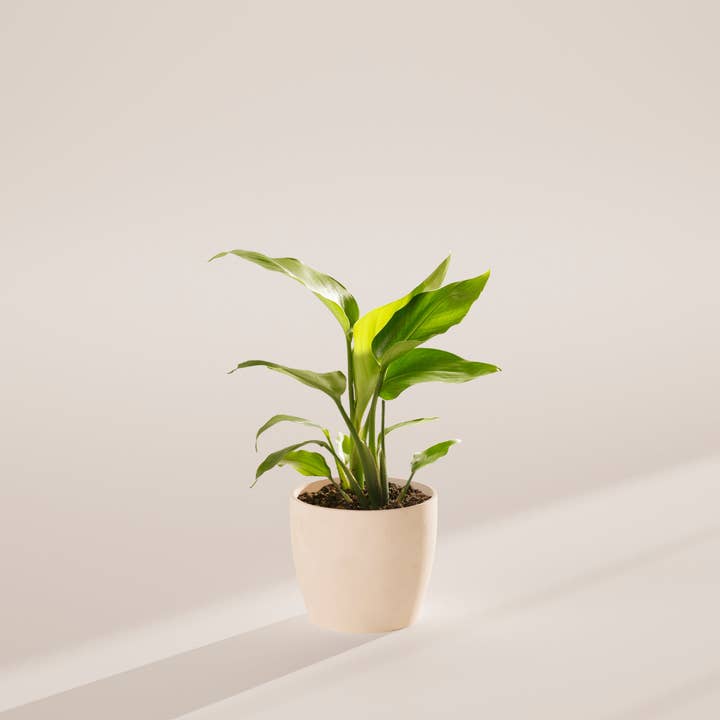 Lively Root - Wholesale Live Plant - Giant Bird of Paradise40