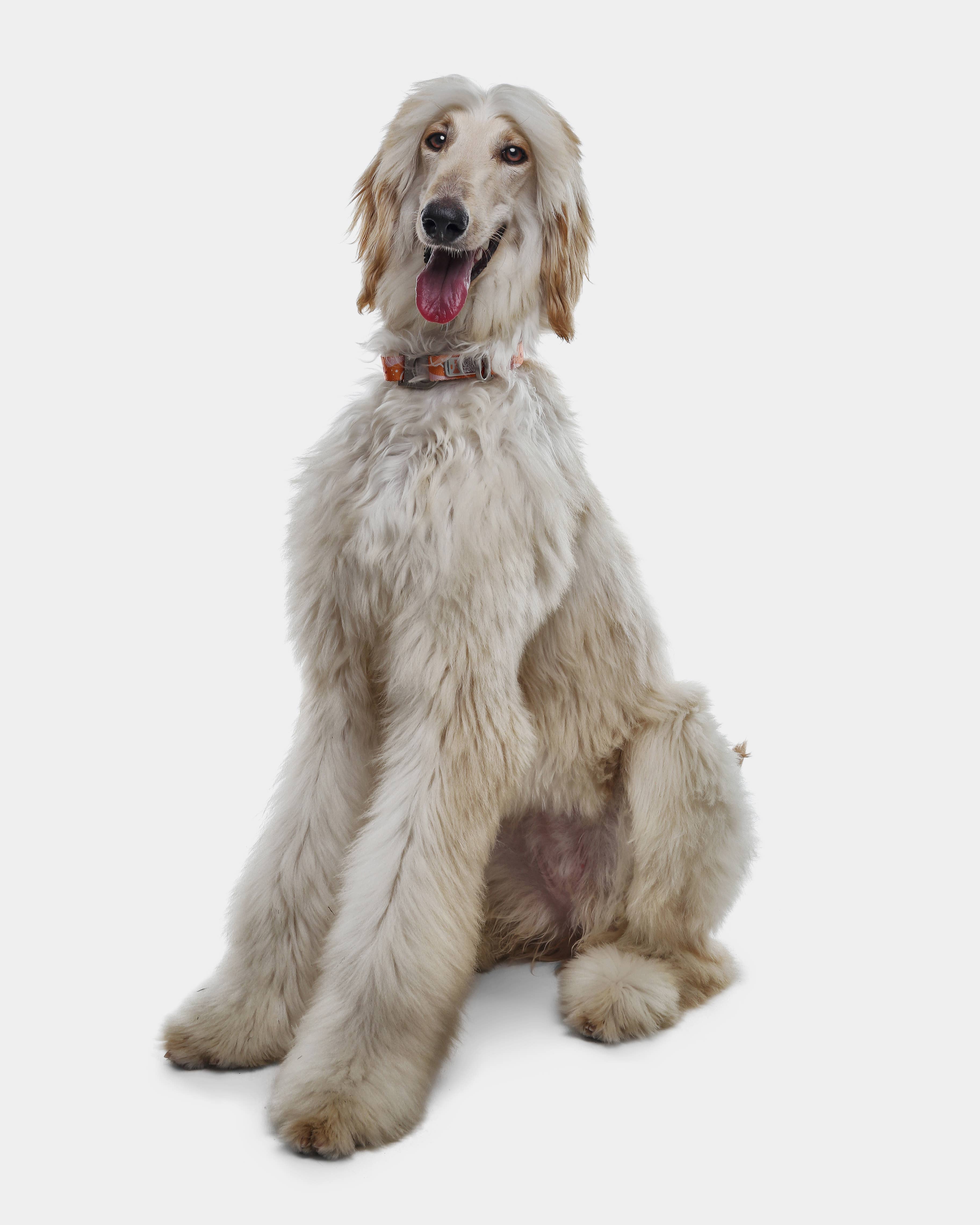 Pawnec - Wholesale Pet Collar - Cat/Dog - NeoCollar17