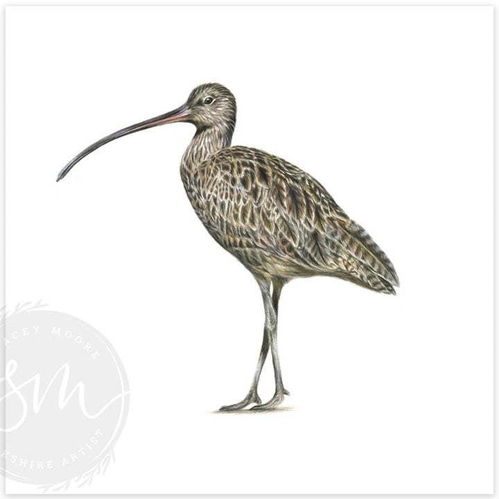 Curlew for wholesale by Stacey Moore Ltd