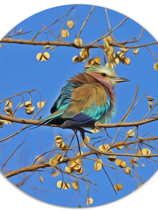 Pajarito de color Murcirkel para venta al por mayor de Label2X B.V.