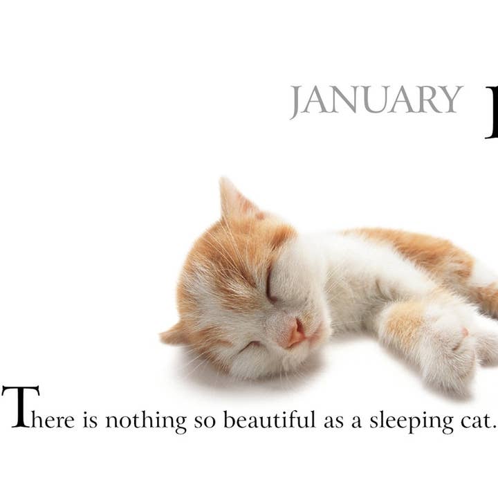 National Book Network - Wholesale Book - Adult - 365 Days With My Bossy Cat