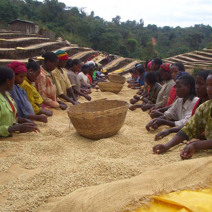 Haiku Brew Coffee - Wholesale Coffee Beans - Ethiopia Yirgacheffe Kochere1