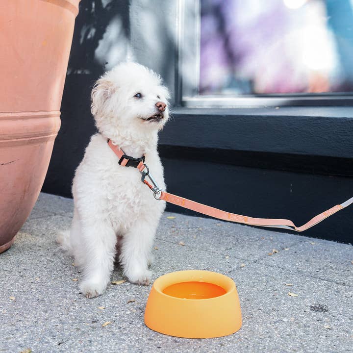 Sleepypod - Wholesale Pet bowl – Cat/dog - Yummy Travel Bowls18