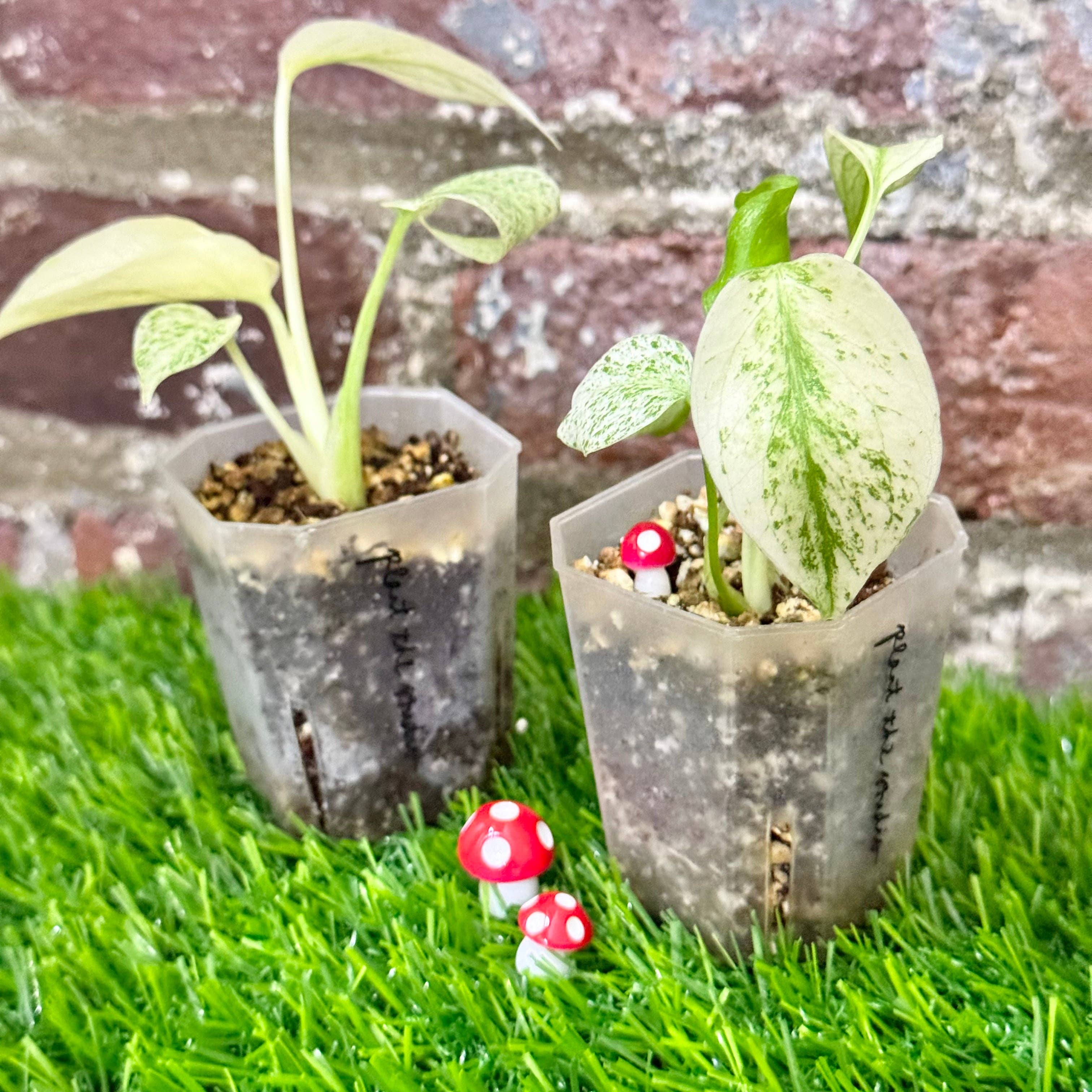 PlantTheStudio - Wholesale Live Plant - Monstera Deliciosa Mint Large Form Variegata Plug