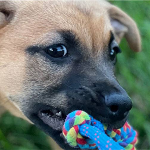 Custom Photo License Plate, Personalized Automotive Tag for wholesale by Traci's Fun Creations