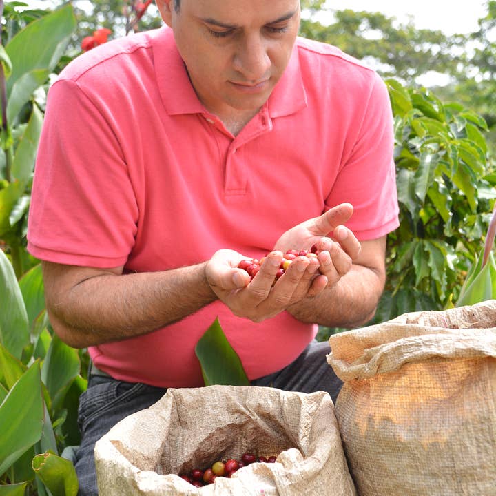Red Rooster Coffee Roaster - Wholesale Coffee Beans - Organic Night Owl Half-Caff - Coffee Beans