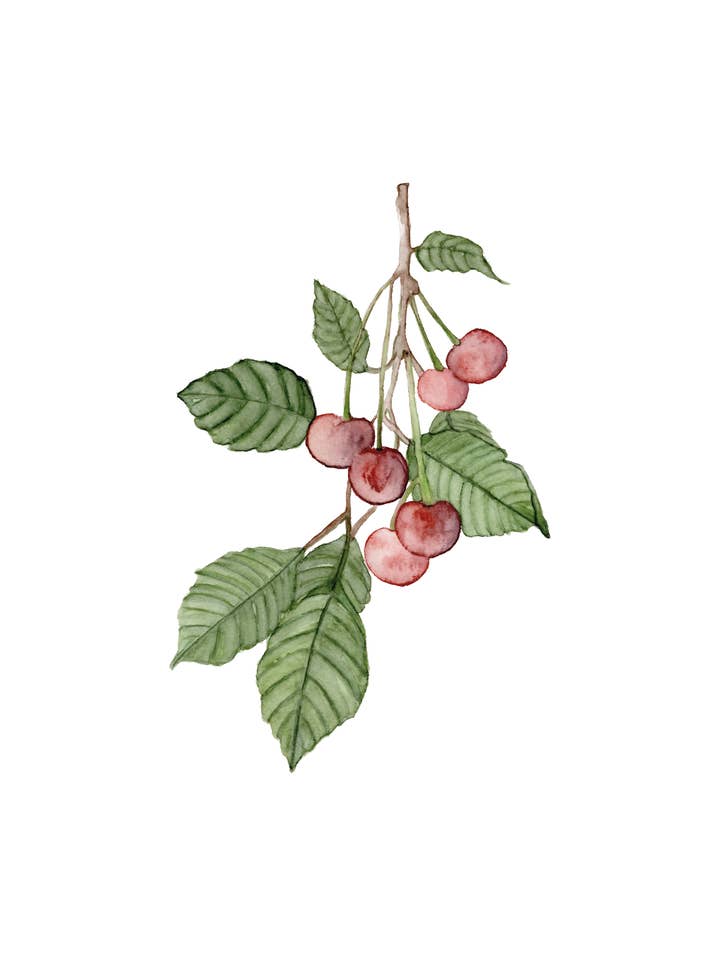 Cherry – Watercolor Art Print for wholesale by StudioReta