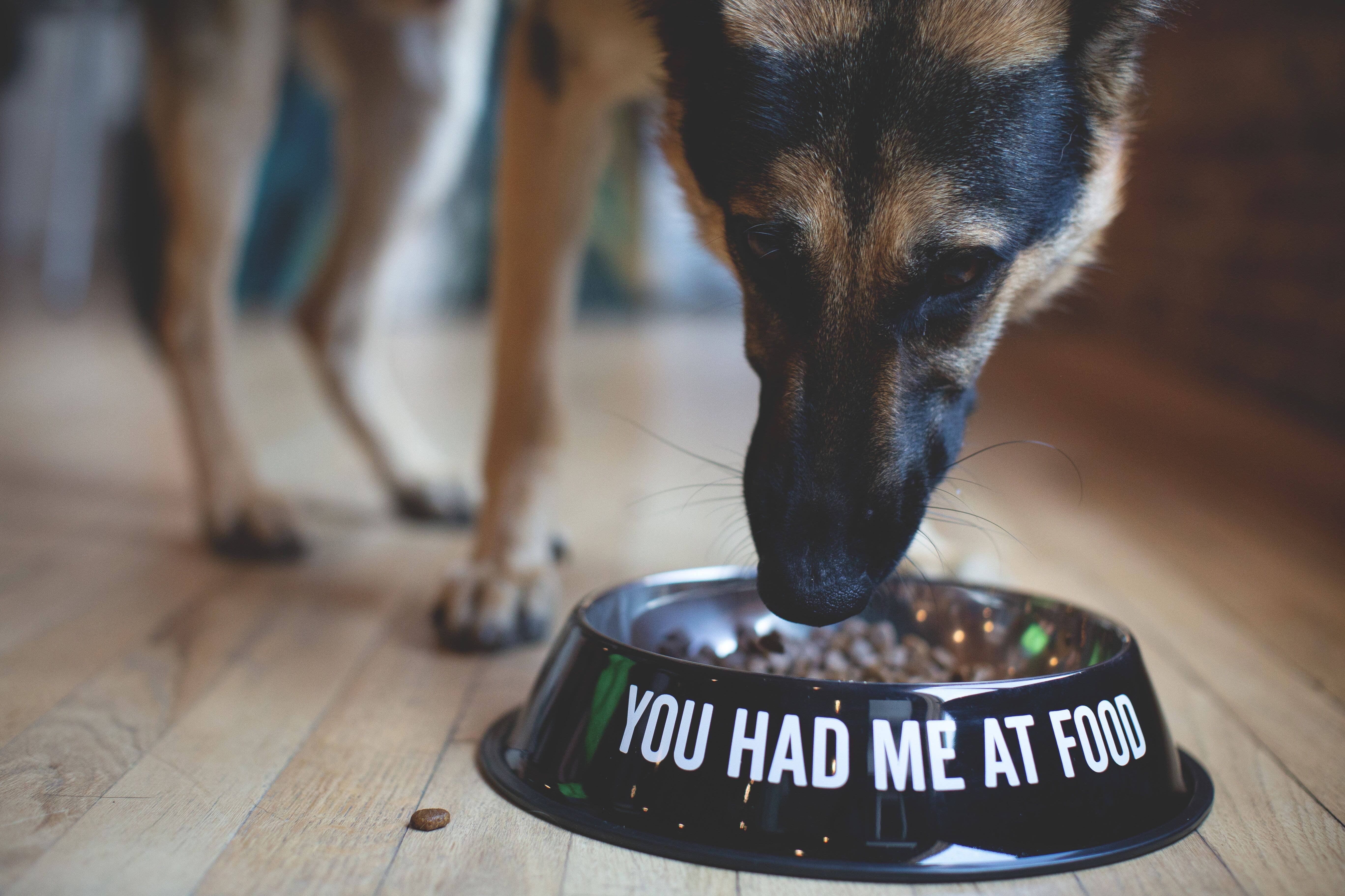 SNARK CITY - Vendita all'ingrosso Ciotola - Cani e gatti - Mi hai fatto alla ciotola per animali domestici2