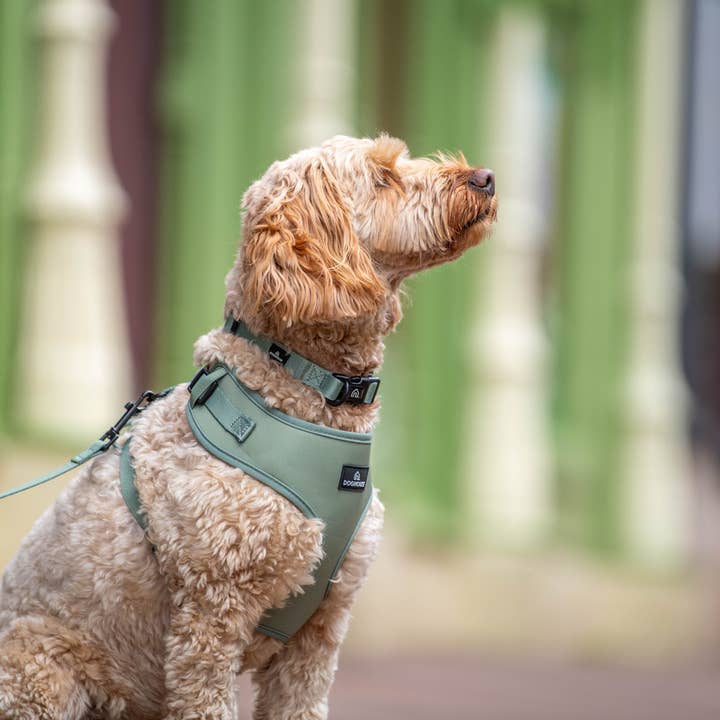 Doghouse - Wholesale Pet collar – Dog - Doghouse Everyday Comfort Dog Collar