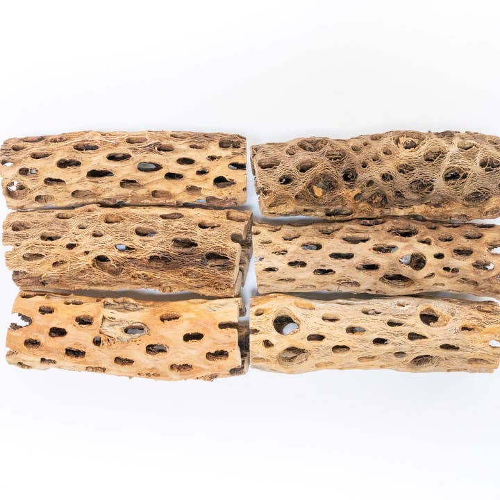 Air Plant Shop - Wholesale Plant Pot - Natural Cholla Wood Container 6 Inches Tall with Air Plants4