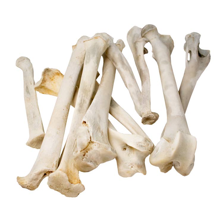 os de patte de puma (couguar) pour la vente par Oreamnos Oddities