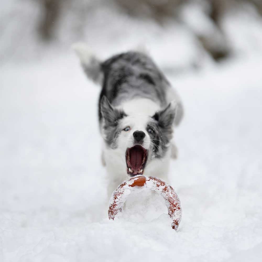 POCURULL SL (Retorn) - Wholesale Pet Toy - Dog - Rub Bite Dog Toy8