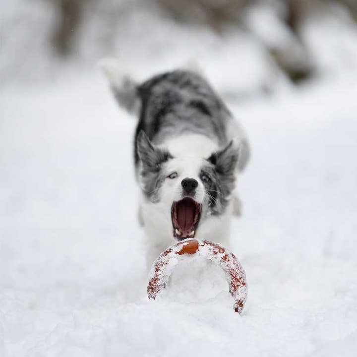 POCURULL SL (Retorn) - Wholesale Pet Toy - Dog - Rub Bite Dog Toy8