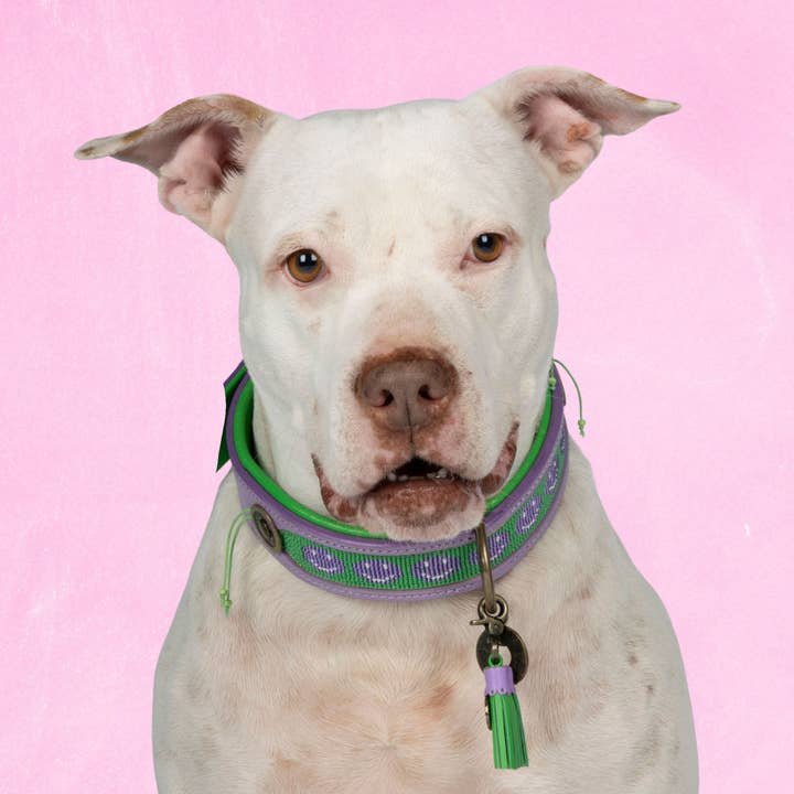 Collier pour chien Smiley XL (Tour de cou 47-57 cm / 4 cm) pour la vente par Dog with a Mission