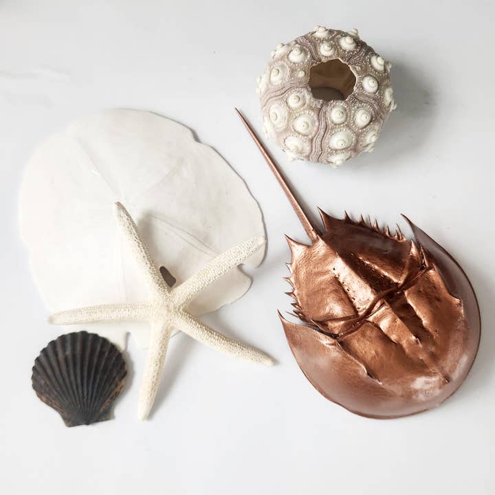 Estranhezas & Curiosidades Itens de Mesa à Beira-mar, Lote nº 994 por atacado de White Tulip Boutique