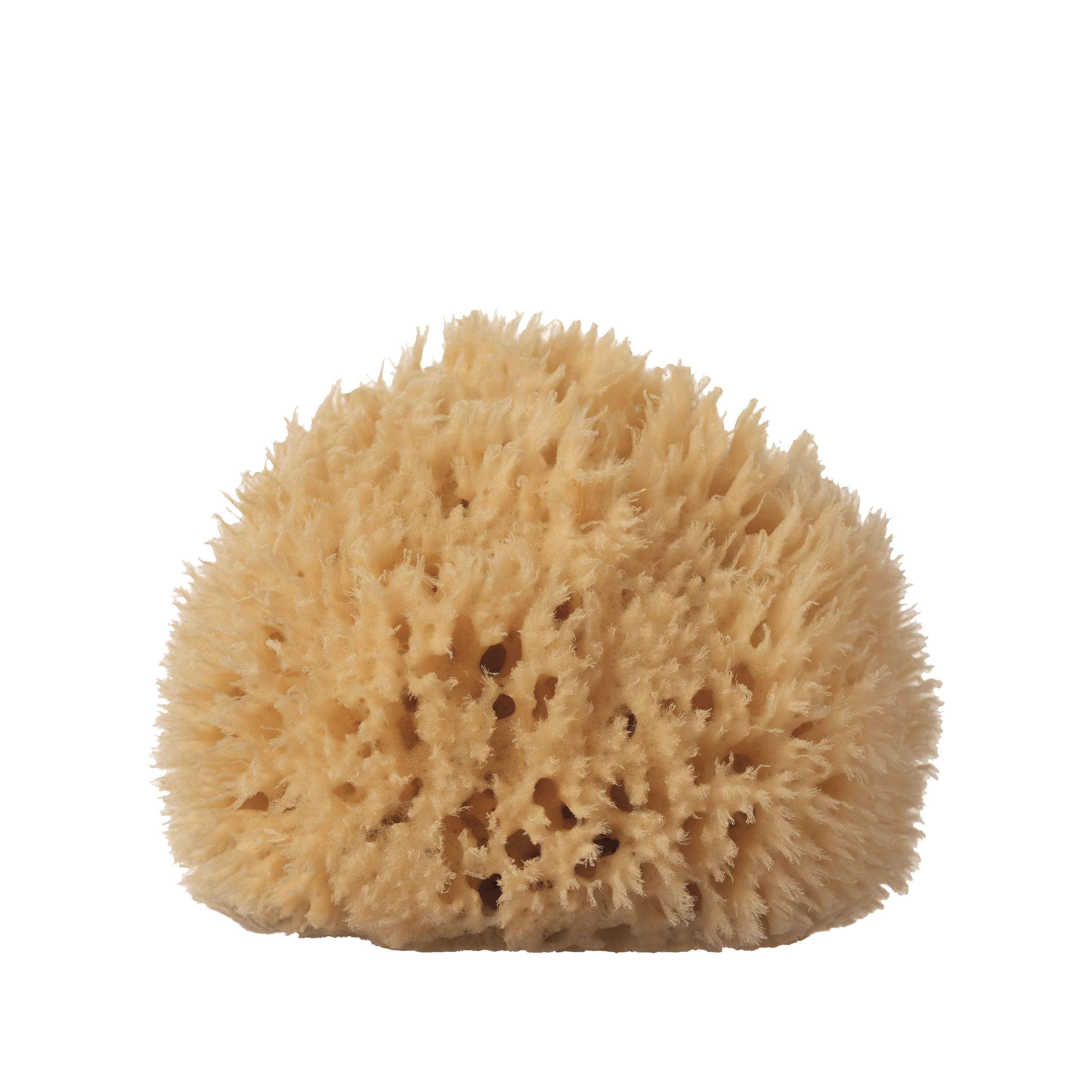 Well Kept - Vendita all'ingrosso Spugne da bagno morbide e a rete - Spugna marina grande in lana - 12,7-15,2 cm1