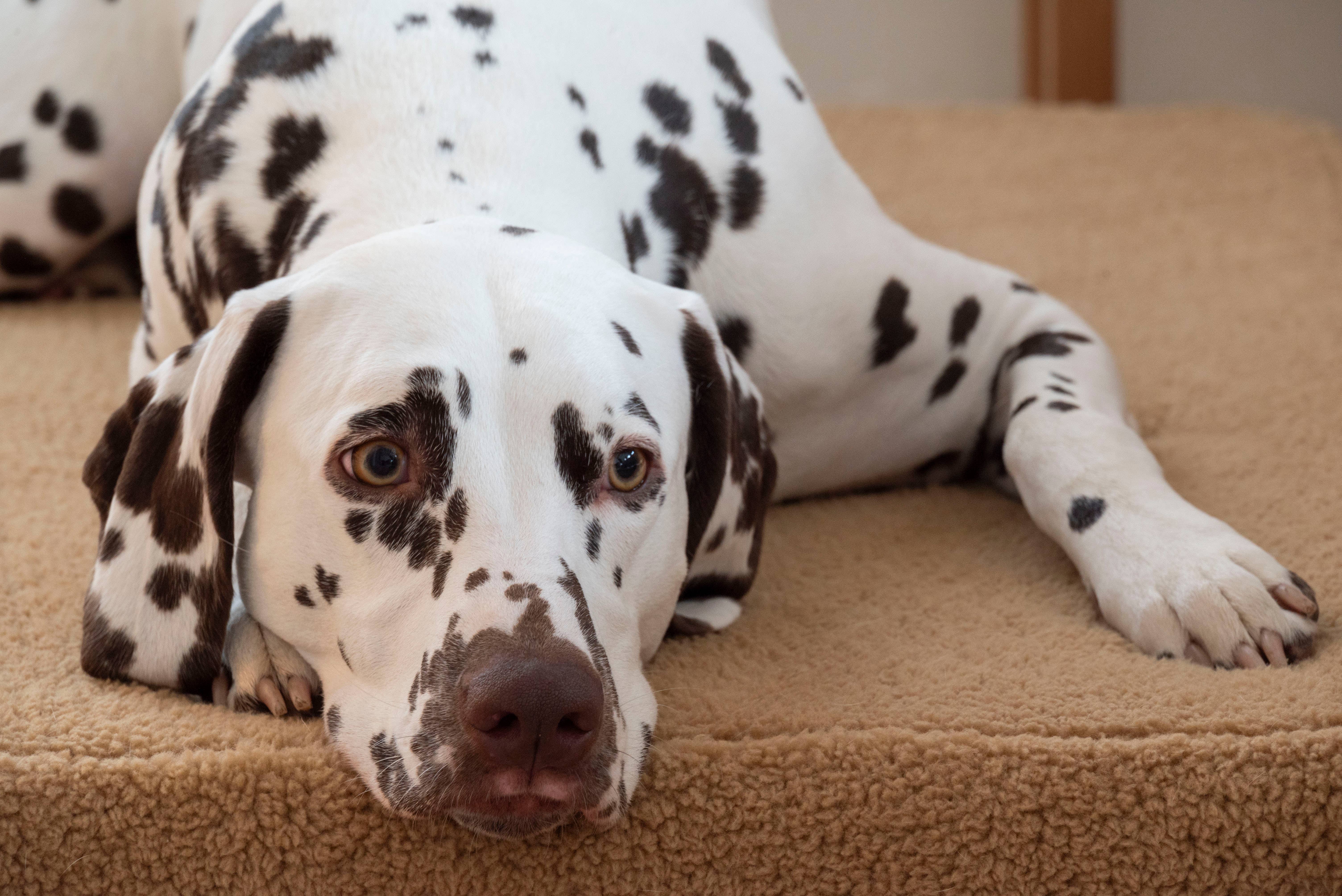 Trimmi - Wholesale Pet Bed - Dog - Orthopedic dog bed Teddy camel1