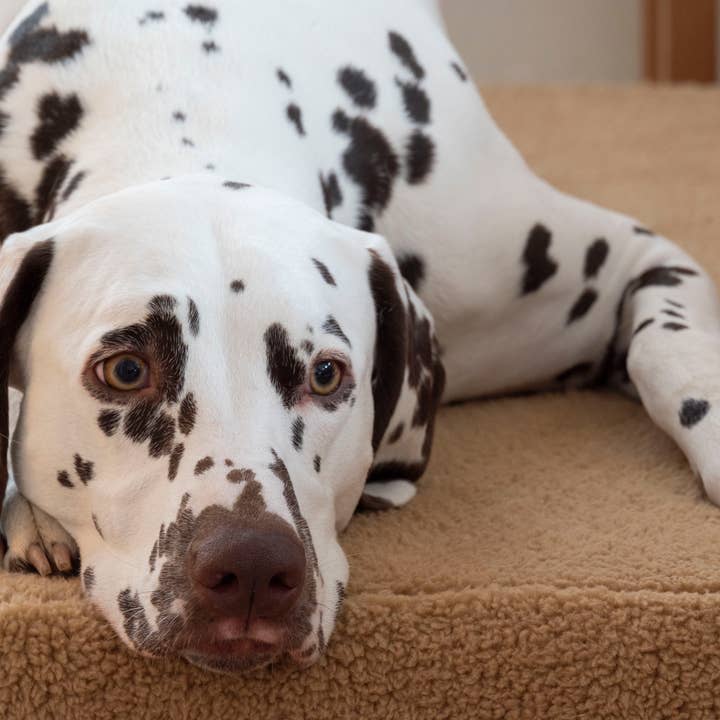 Trimmi - Wholesale Pet Bed - Dog - Orthopedic dog bed Teddy camel1