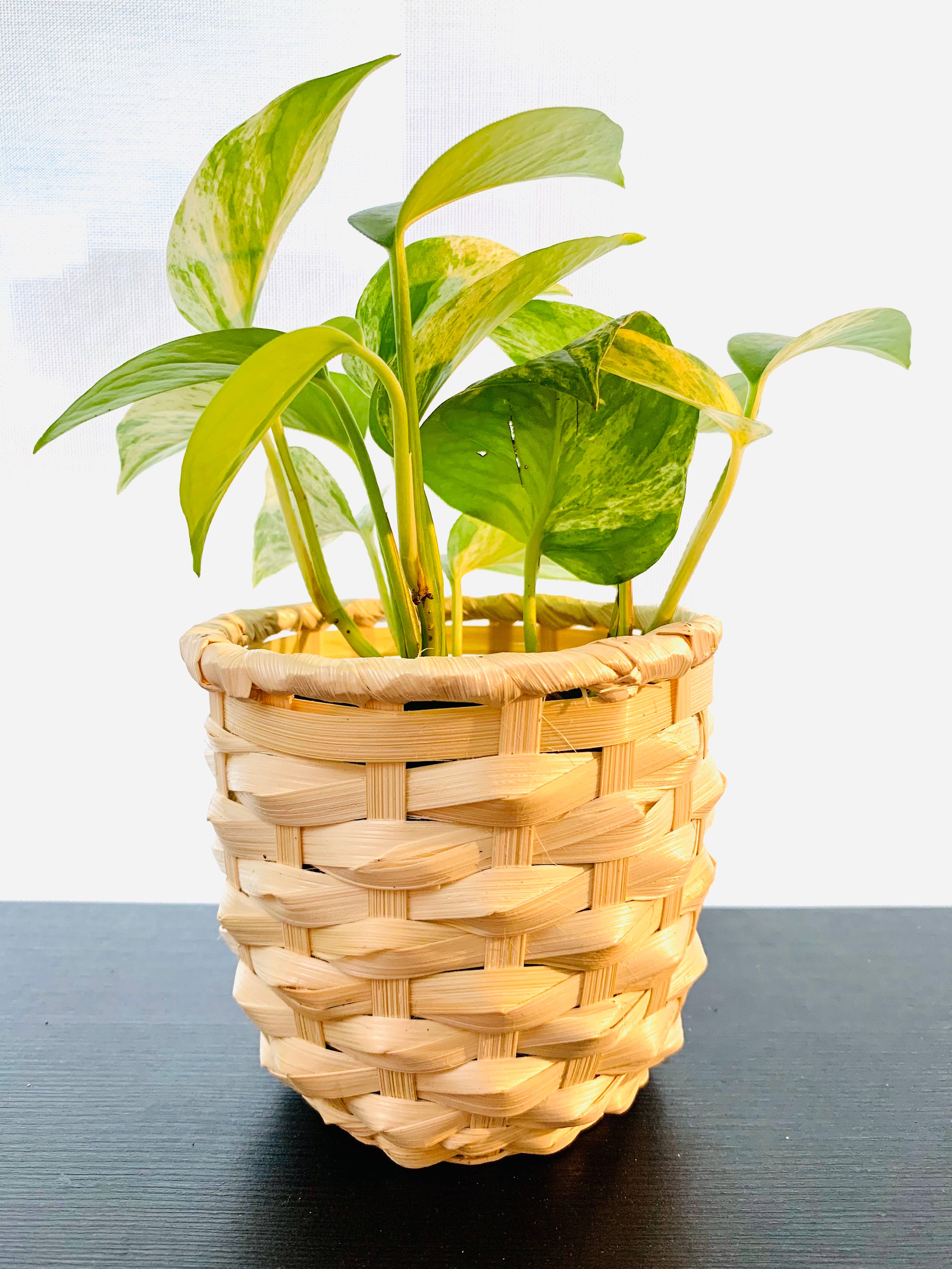 Coucou Bamboo – wholesale Plant pot – Bamboo Plant Pot, Indoor Planter7
