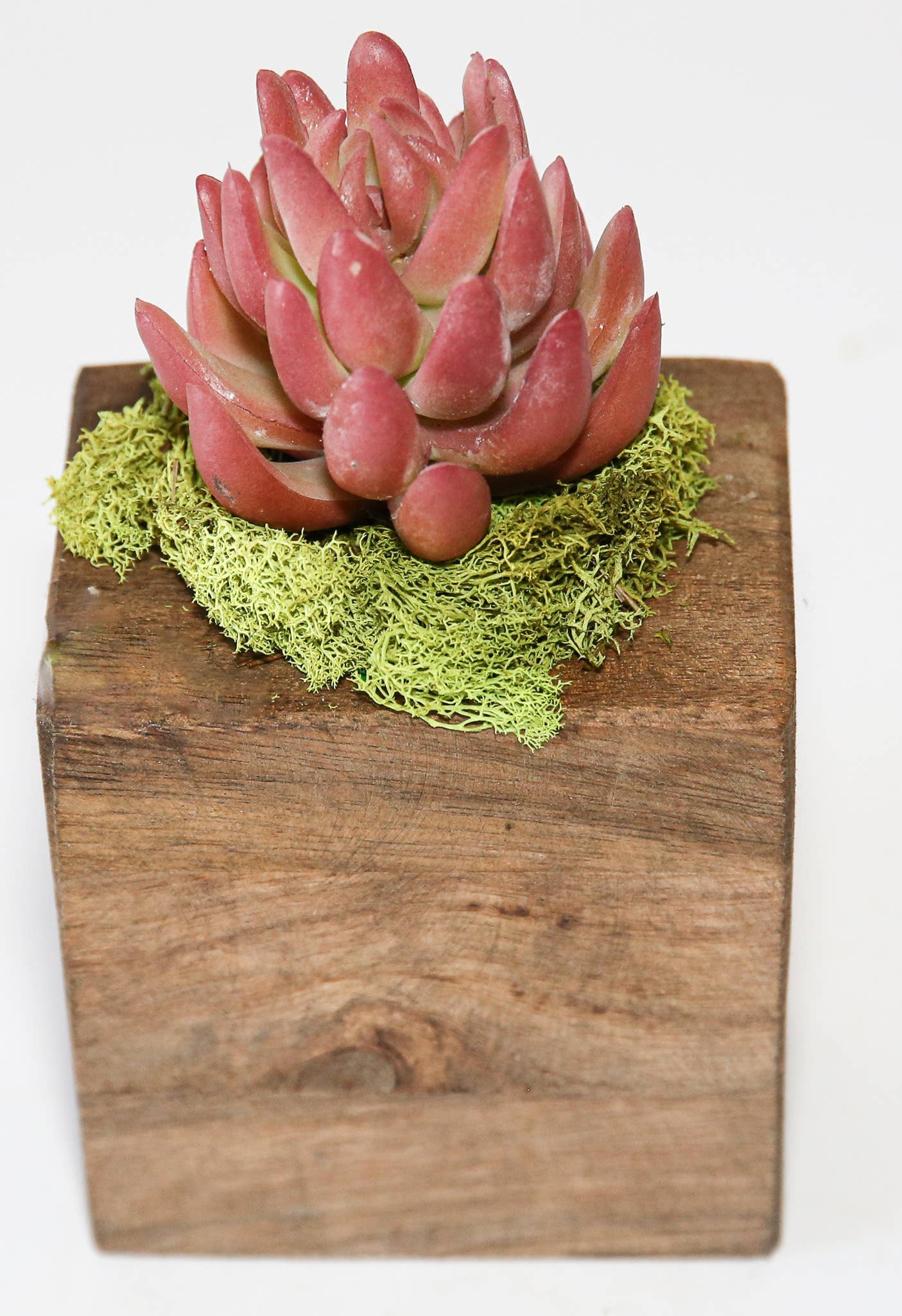 Forever Green Art - Wholesale Succulent - Succulent Sugar Mold Set of 916
