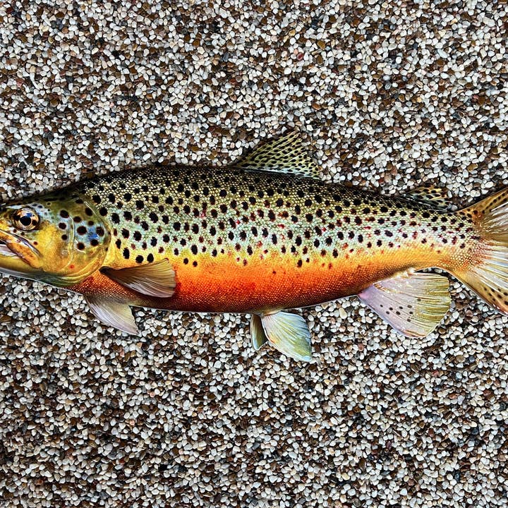 Reelistic Replicas - Wholesale Wall Accent - Brown Trout Replica - 24 Inch Realistic Brown Trout Wall Art