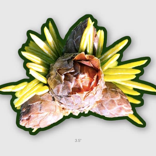 Stick Outside - Wholesale Sticker - California Sitka Spruce Sticker2