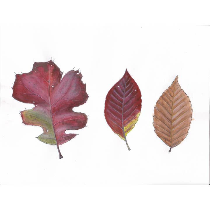 Autumn Leaves 1 Fine Art Print (Red Oak, Dogwood, Beech) for wholesale by Jack Hobe Nature Art