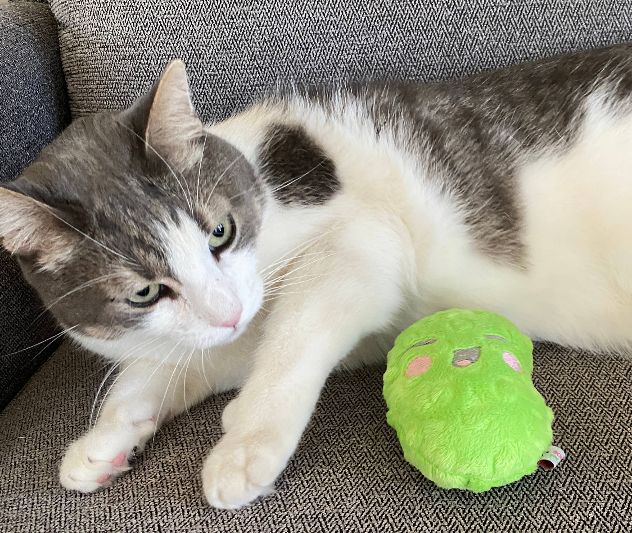 Screaming Pickles - Vente Jouet couineur – chien - Jouets pour animaux de compagnie faits à la main - Catnip/Dog Squeaker Mini Pickle10