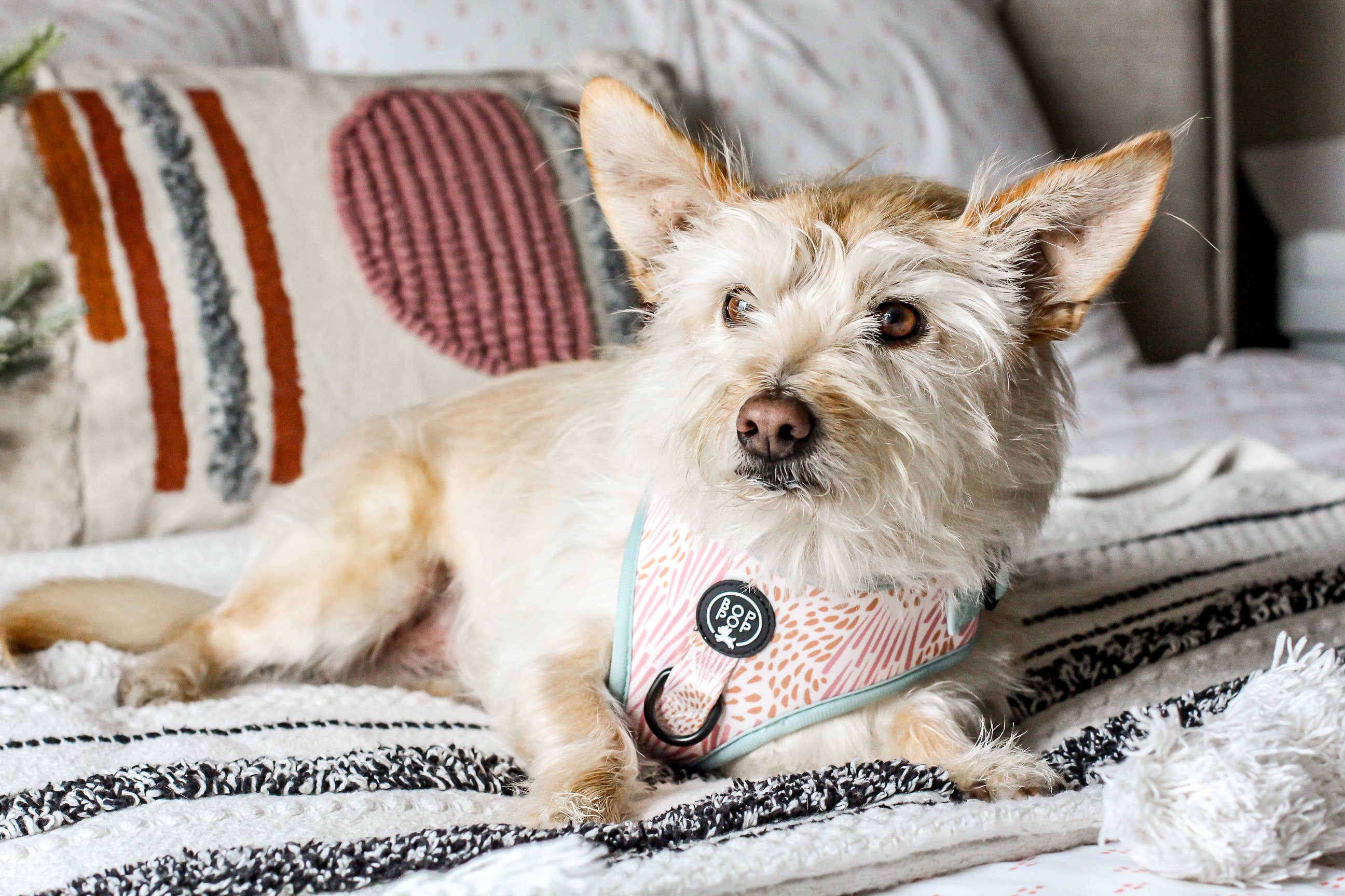 Bop Pop Pets - Venta al por mayor Arnés - Perros - Arnés para perros ZOE2