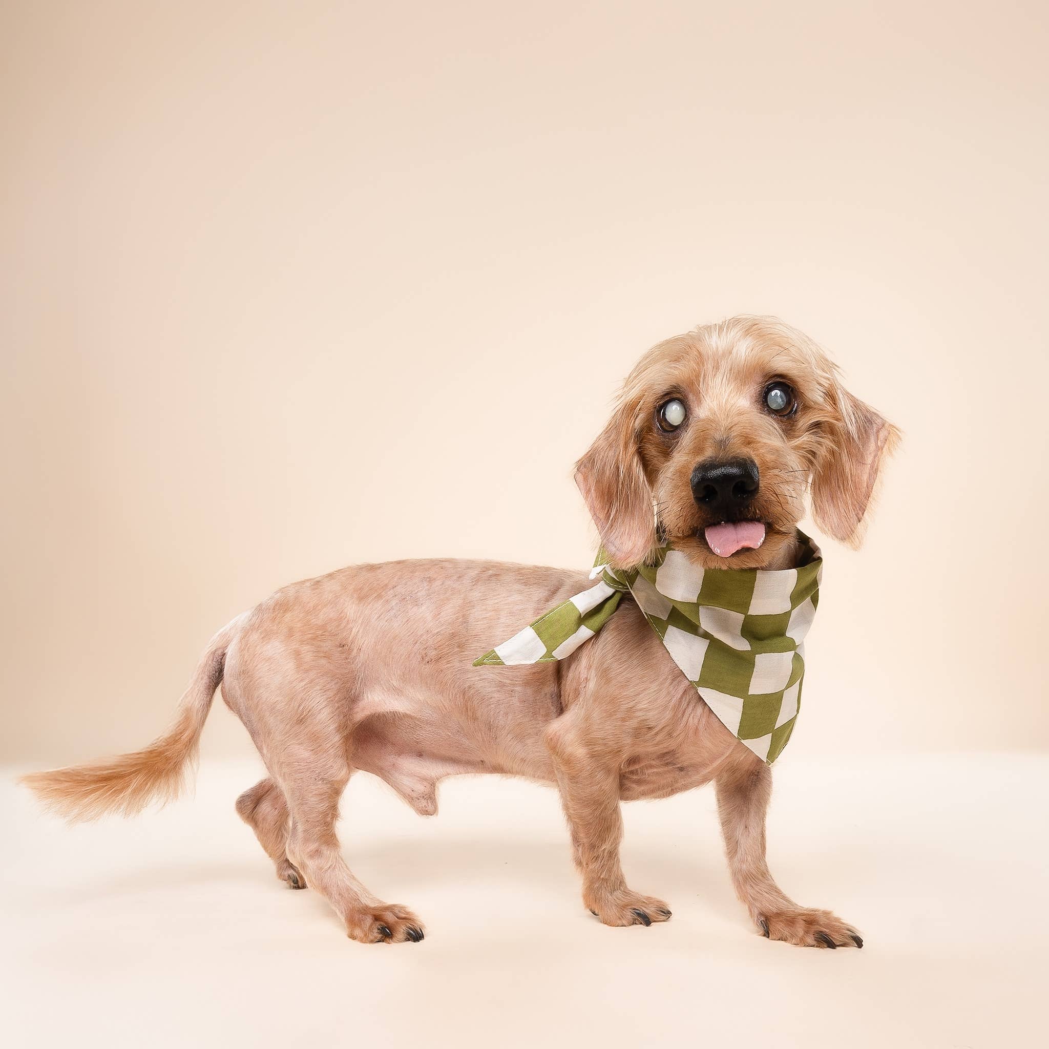 The Paws - Vente Bandana – chien - Bandana pour chien à motif damier Guacamole2