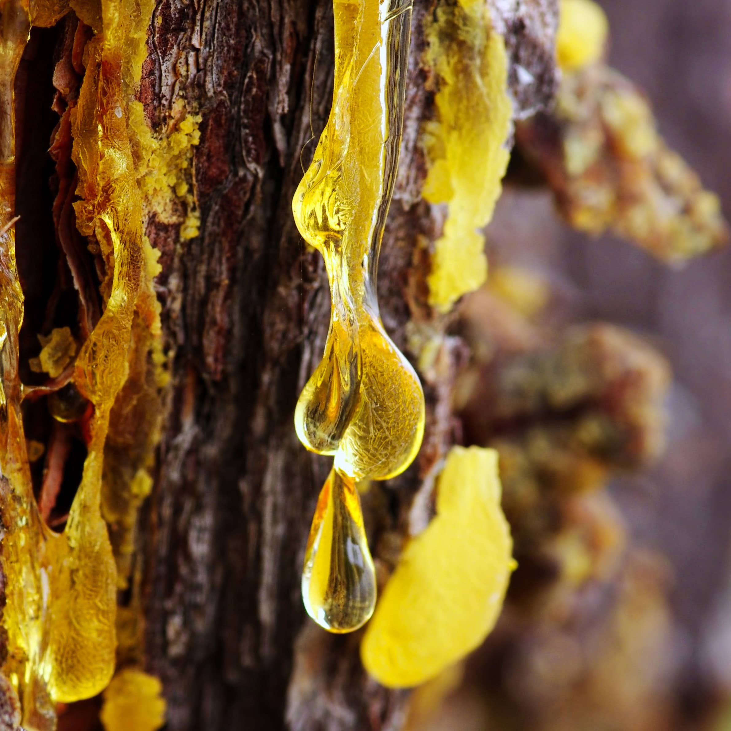 Havuka - Vente Crème hydratante pour le visage - Crème à la résine de chou, gingembre et épicéa - Elias Lönnrot HAVUKA4