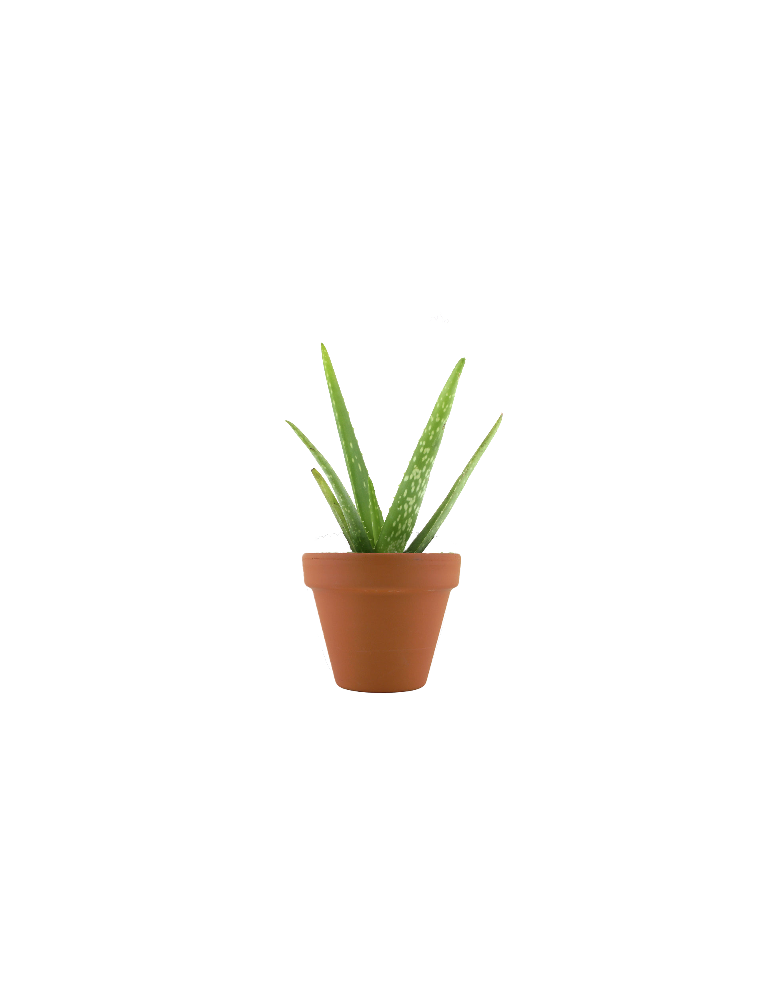 Buzzy Seeds Grow Gifts - Vente Graines de plantes - Pot de Croissance Miniature de Fêtes Aloe – Cadeau de Plante d'Intérieur2