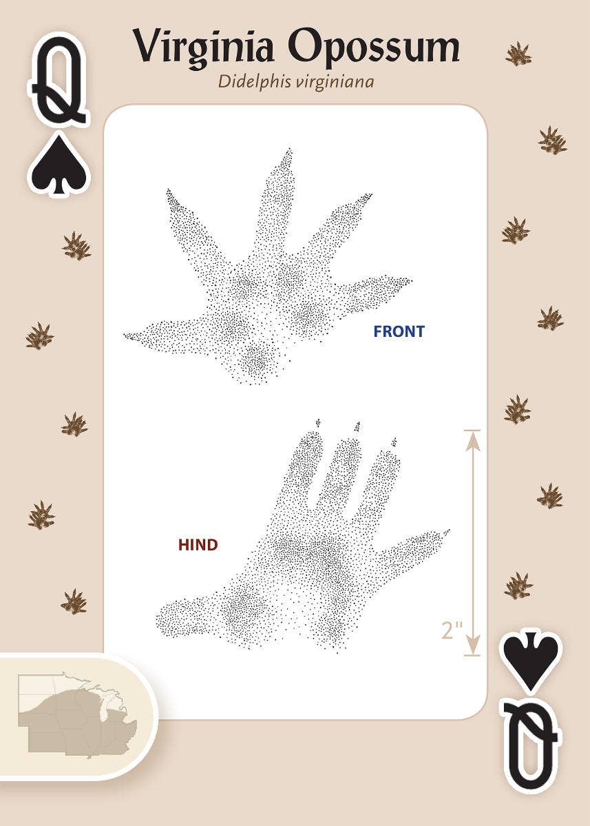 AdventureKEEN - Wholesale Playing Cards - Animal Tracks of Midwest Playing Cards1