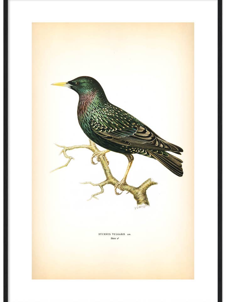 Stare för wholesale av Svenska Fåglar