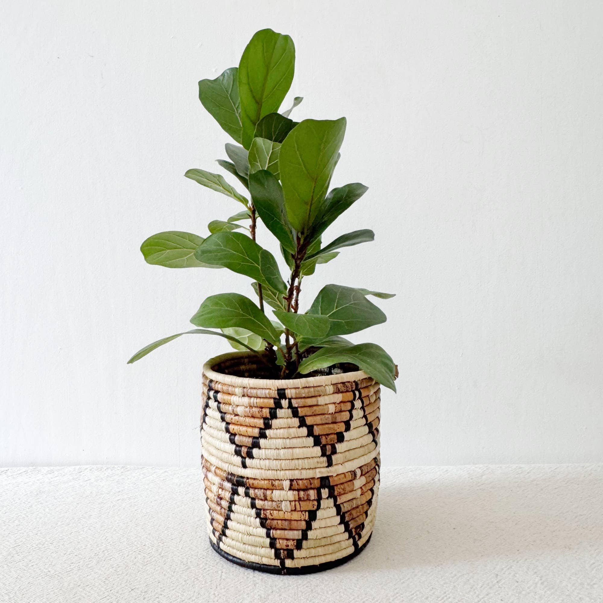 Amsha - Vendita all'ingrosso Cestini - Cesto per piante da stoccaggio: Busisi1