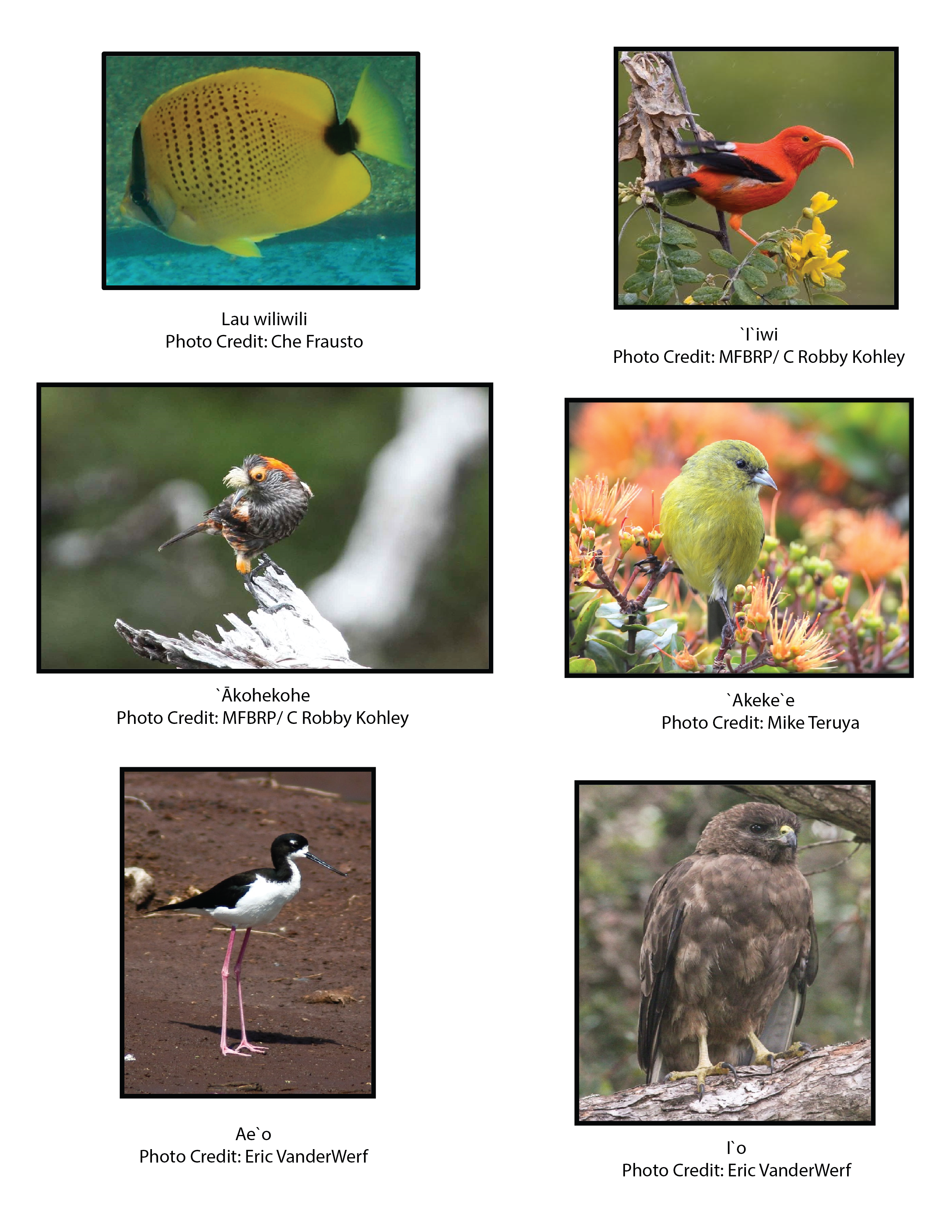 Advance Wildlife Education LLC – wholesale Målarbok - Barn och baby – Hawaiian Wildlife Pedagogisk målarbok (Oelo/engelska)7