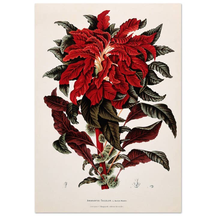 Amaranto tricolor por atacado de Maison de Paloma