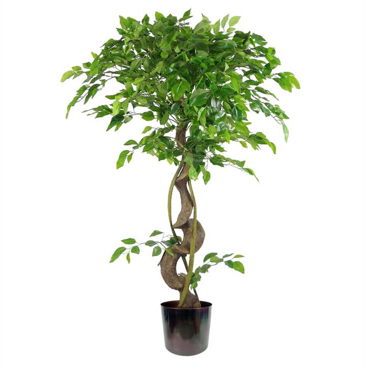 Grand Ficus Fruticosa Artificiel Japonais Arc-en-ciel 120cm 4ft Réaliste Botanik pour la vente par Leaf Design UK LTD