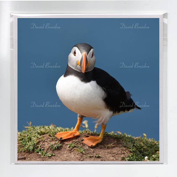 Puffin 10 note card for wholesale by David B Pix