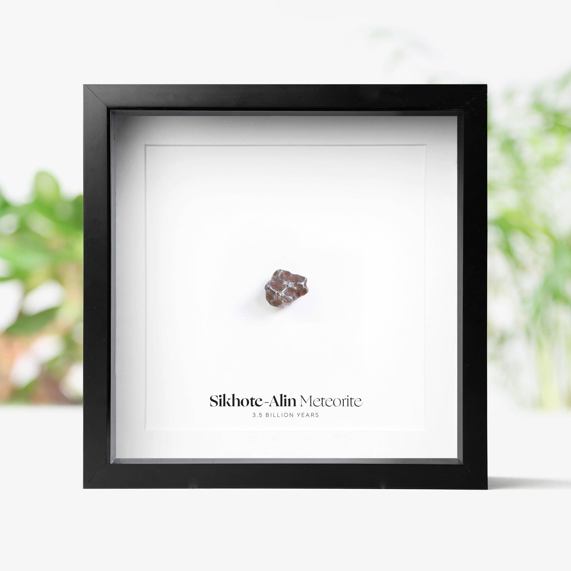 Curated Studio - Wholesale Decorative Tabletop Object - Sikhote-Alin Meteorite Real Authentic Meteor Box Frame