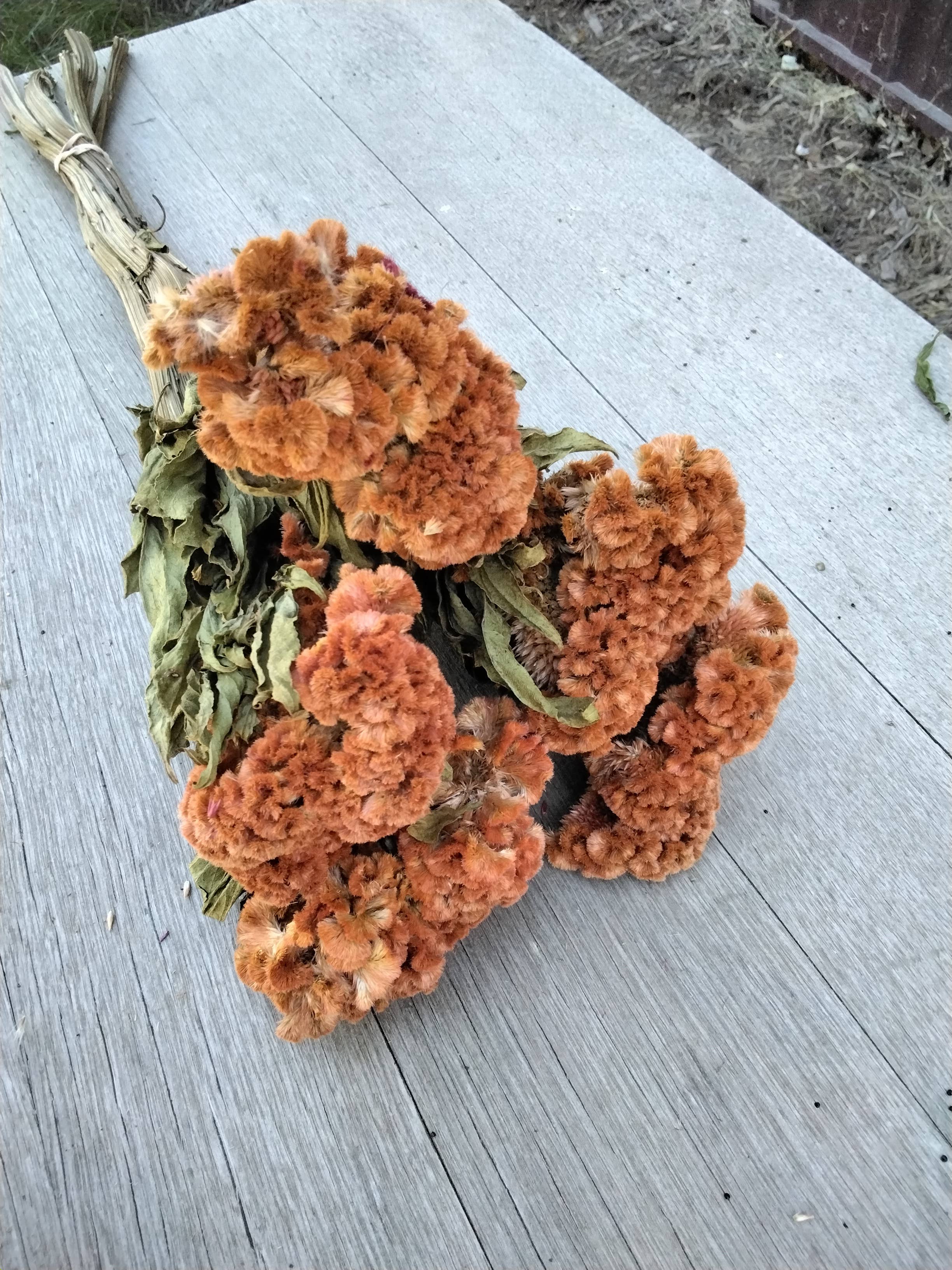 Alissas Flower Farm - Wholesale Dried/Pressed Flowers - Dried Celosia, Comb11