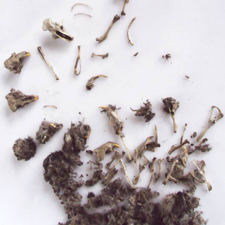 Copernicus Toys - Wholesale Toy Set - Kids - Owl Pellet | Compact Curiosities Dissection Kit Science Demo