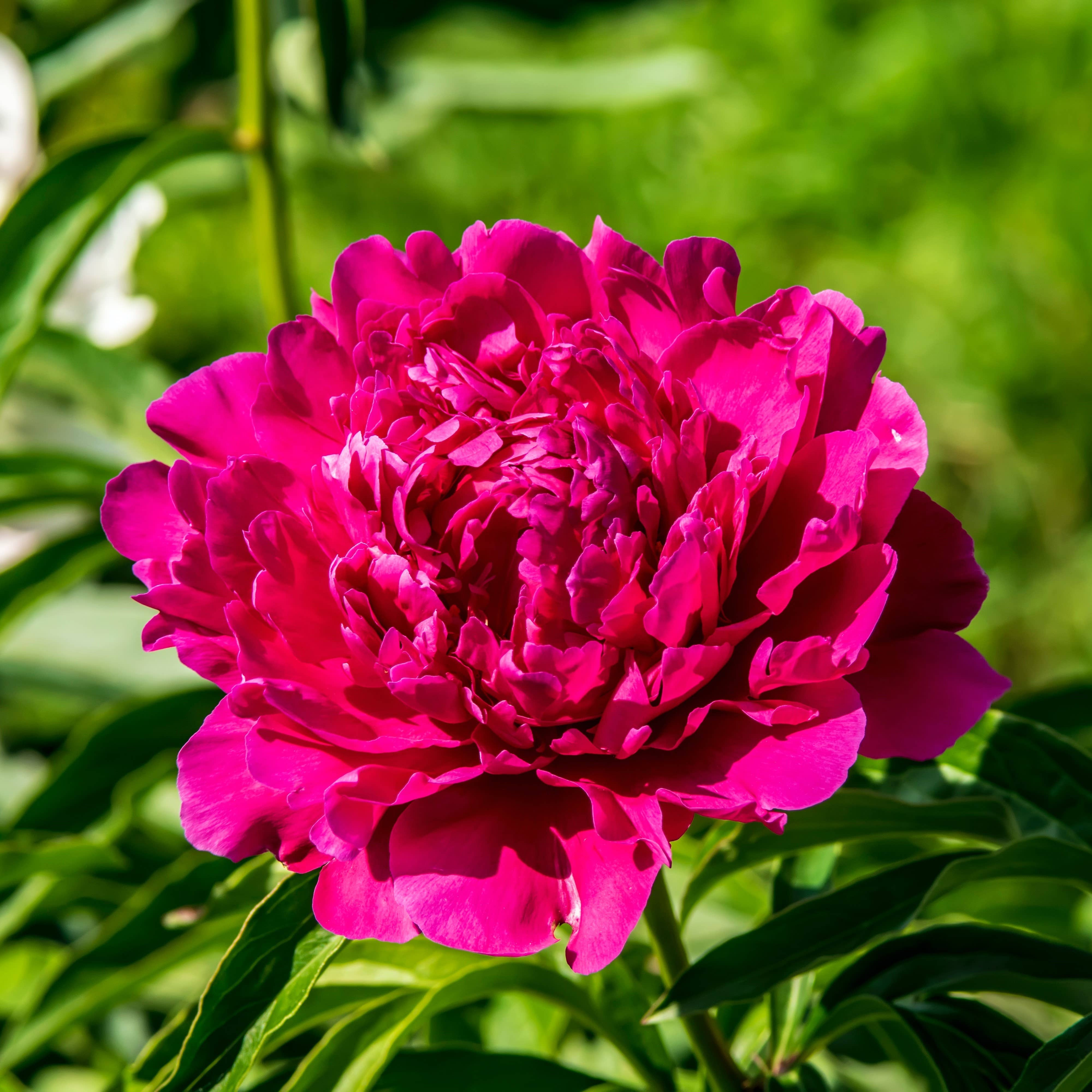 Thorsen's Greenhouse - Vente Plante - Bulbes de pivoines - Variétés multiples - Vivaces11