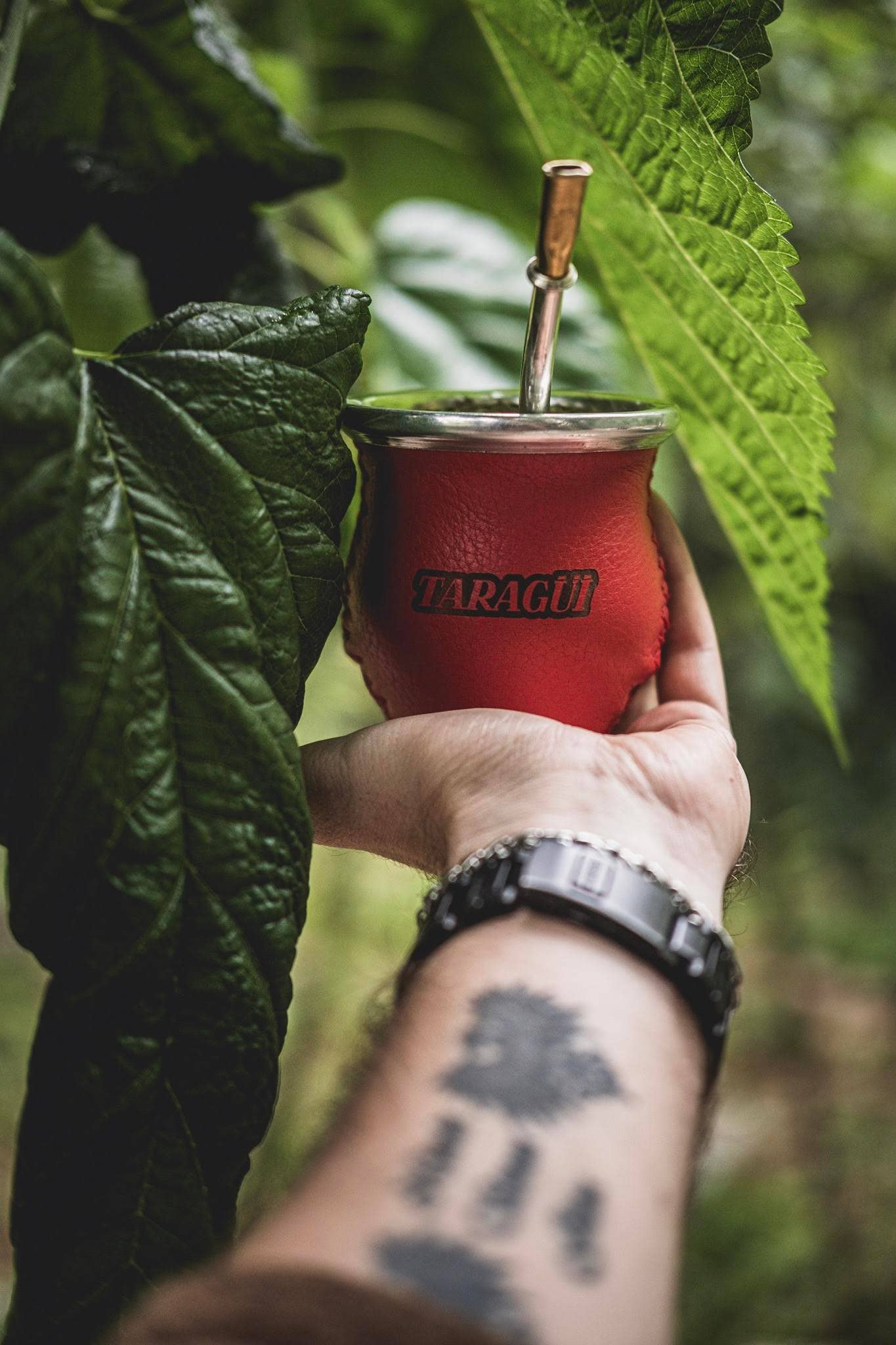 Premium Brand – wholesale Hälsoté/Detoxté – Taragui | Yerba Mate | Utan Stjälk | 500 gram2